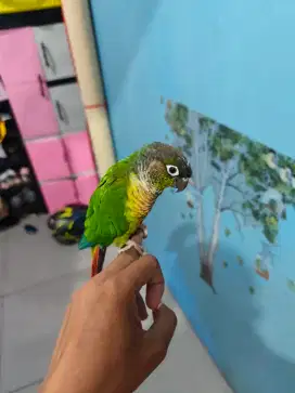 Conure Jinak bahan FF