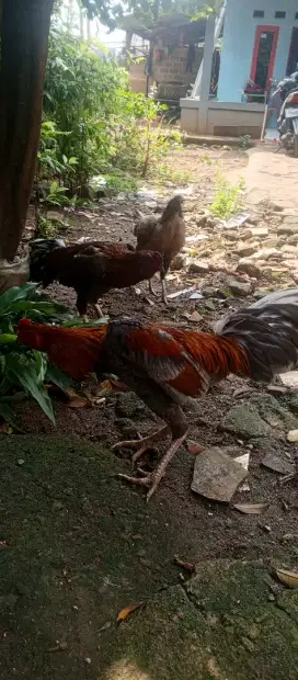 Ayam kampung dewasa