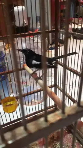 Kacer daput body panjang bunyi