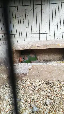 Anakan lovebird umur +-1 bulan warna josan