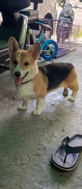 WELSH CORGI JANTAN