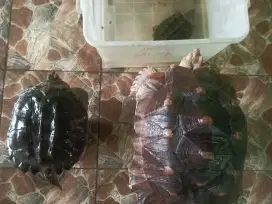 Sulcata rawatan
