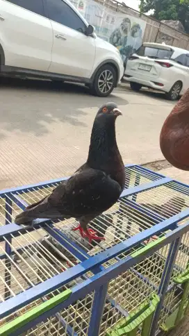 Merpati kolong / tinggian, giring keket, sepasang