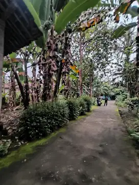 Dijual tanah pekarangan luas di Utara Polsek Seyegan