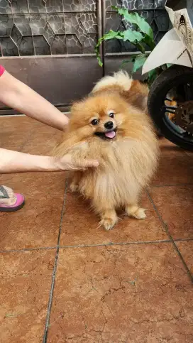 Pom jantan bulu glamor kosongan