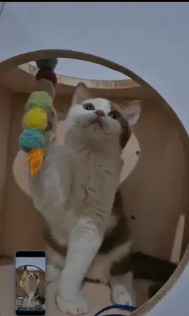 British shorthair bico cinamon jantan
