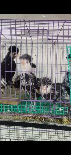 Ayam hias poland  uaia 2 bulan