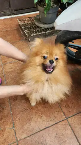 Pom jantan cakep bulu tebal kosongan