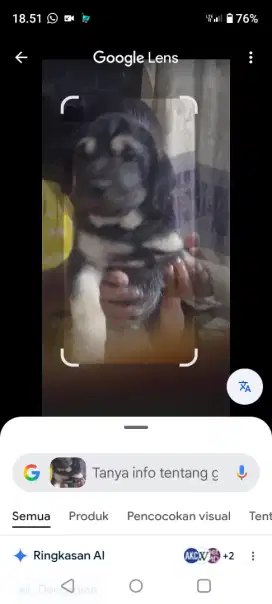 Jual Anak Anjing Cepat. Jenis German Sheperd dan  Rotweiler