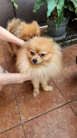 Pom jantan kosongan cakep bulu glamor