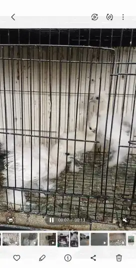 Anakan Ayam silkie