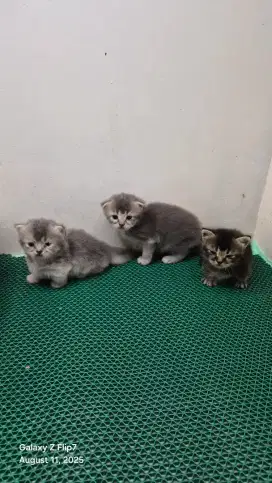 KUCING BSH MUNCHKIN SCOTTISH FOLD