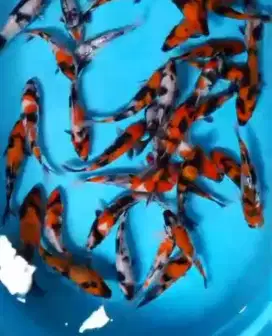Ikan koi size 15cm
