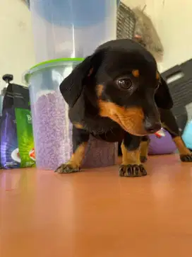 Pupies dachshund (tekel / anjing sosis)