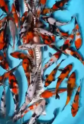 Ikan koi size 15cm