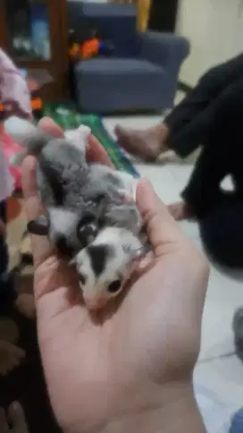 Sugar Glider Mosaic Head Platinum