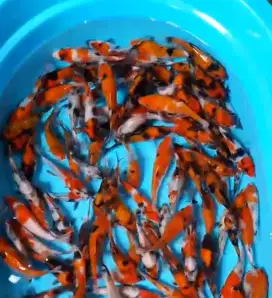 Ikan koi size 15cm