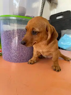 Pupies dachshund (tekel / anjing sosis)