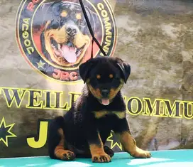 Cucu Pejantan terbaik ARGO VON KELEMEN