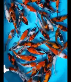 Ikan koi size 15cm