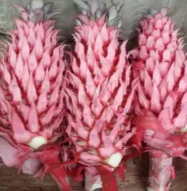 Jual buah nanas muda / nanas merah segar