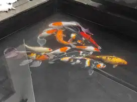Jual ikan koi ada 13 ekor bisa borongan atau satuan