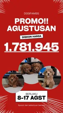 toy poodle non stamb