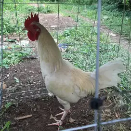 Ayam Jago warna Putih Mulus Sehat