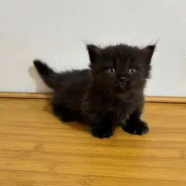 Kucing Munchkin Long Hair Mata Biru (Cebol)