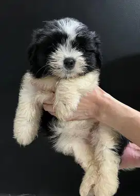 Puppies malshi kecil