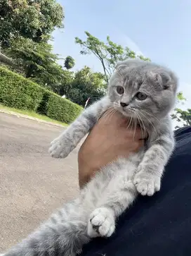 Scottish Fold Silver x Blue