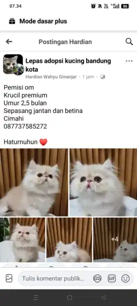 Kitten persia cream