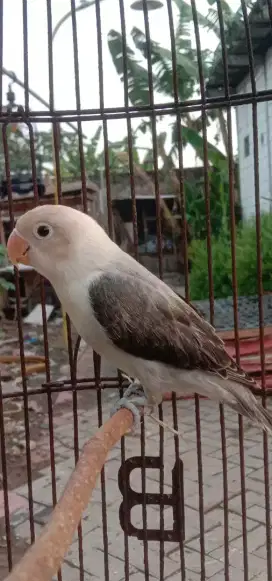 Lovebird euwing  kekekan