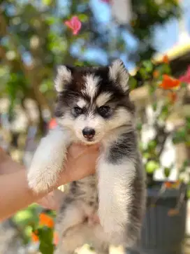 Puppy Siberian Husky