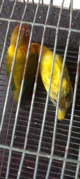 Burung love bird dewasa 2ekor