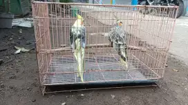 Burung Falk Sepasang