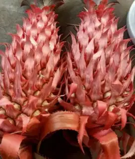 Jual buah nanas muda / nanas merah segar