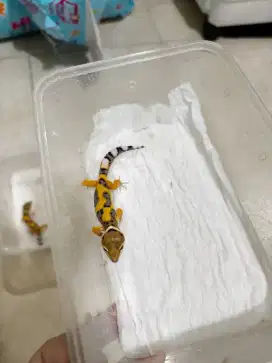 Gecko Baby Anakan Jungle tangerin pH tremper