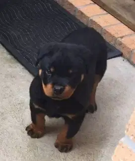 DIJUAL ANAK ANJING ROTTWEILER