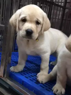 DIJUAL ANAK ANJING LABRADOR