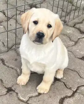 DIJUAL ANAK ANJING LABRADOR