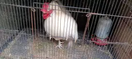 Ayam silky dan jago putih