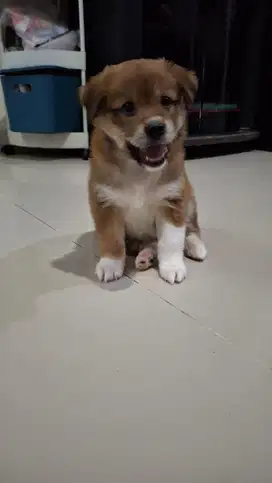 Anakan anjing labrador mix kokoni