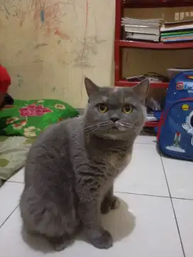 British Short Hair BSH Betina