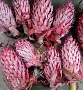 Menjual nanas muda / nanas merah herbal