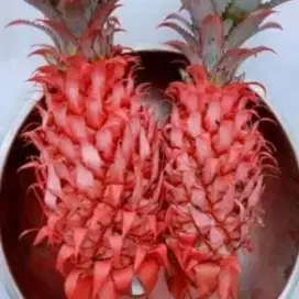 Menjual nanas muda / nanas merah segar
