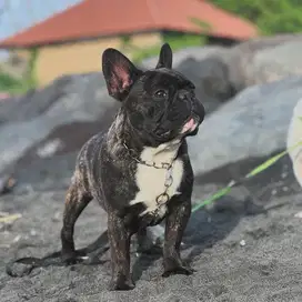 Stud pacak french bulldog frenchy