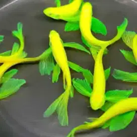 Danio green slayer