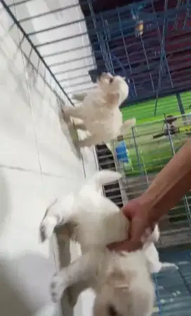 Anjing maltese 2 bulan 1 btn 2 jtn