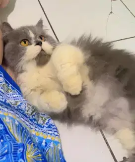 Kucing munchkin jantan